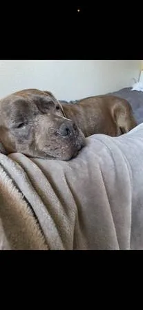 Lost dog