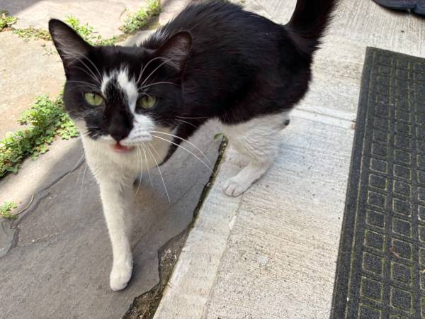 Found cat