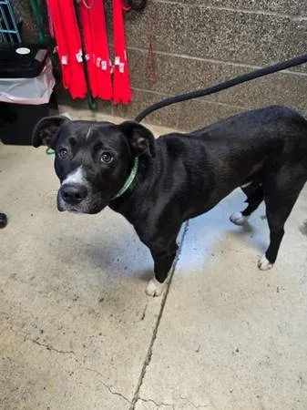 Found dog