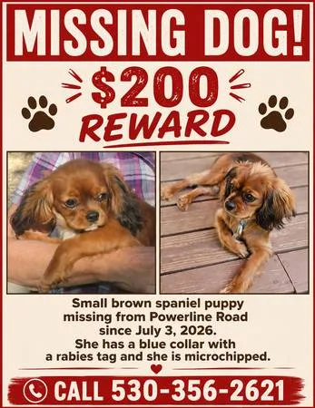 Lost dog