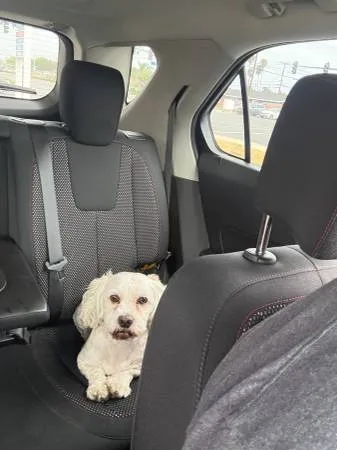 Found dog