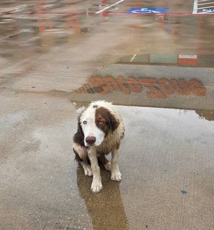 Found dog