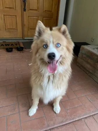 Found dog