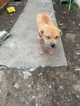 Lost dog
