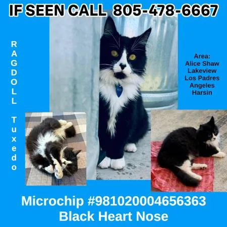 Lost cat