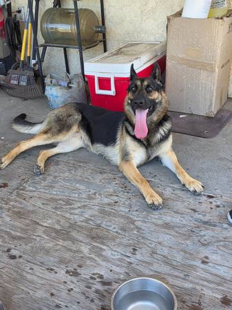Found dog