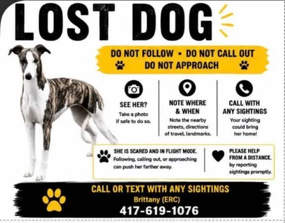 Lost dog