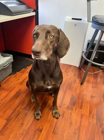 Lost dog