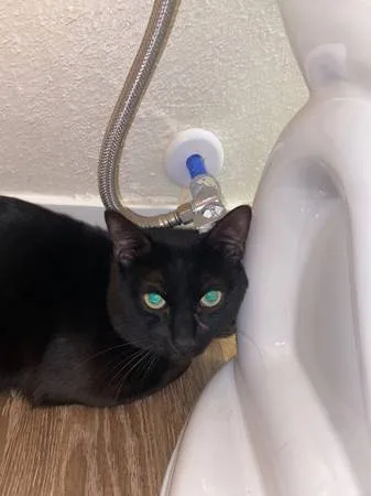 Found cat