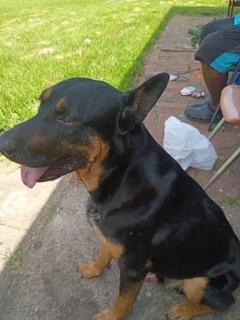 Found dog