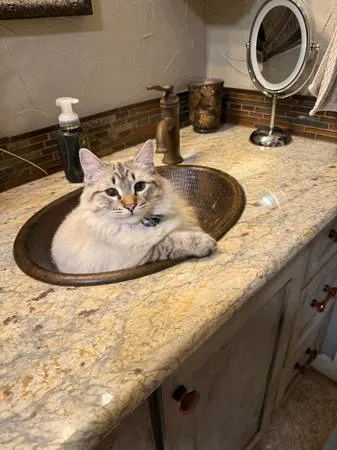 Lost cat