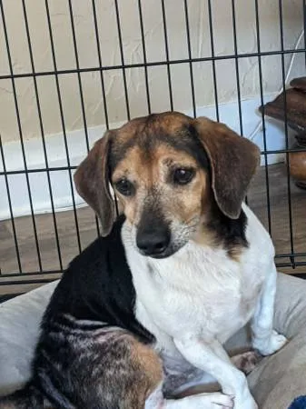 Found dog