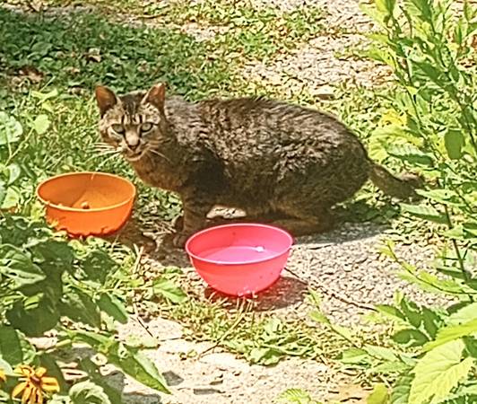 Found cat