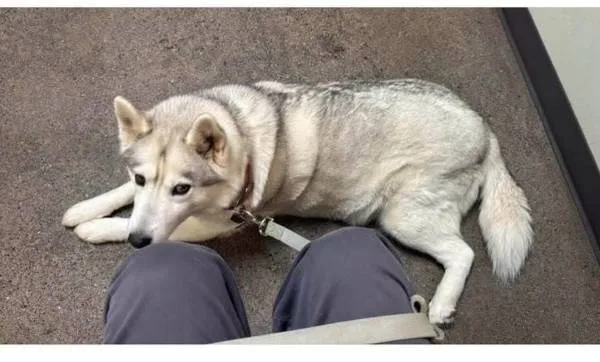 Lost dog