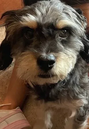 Lost dog