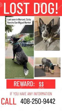 Lost dog