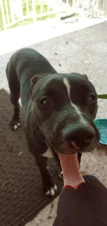 Found dog