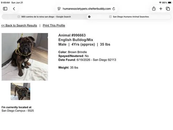 Found dog
