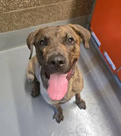 Found dog