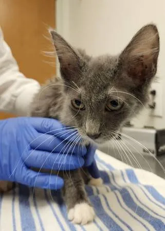 Found cat