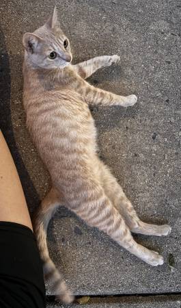 Found cat