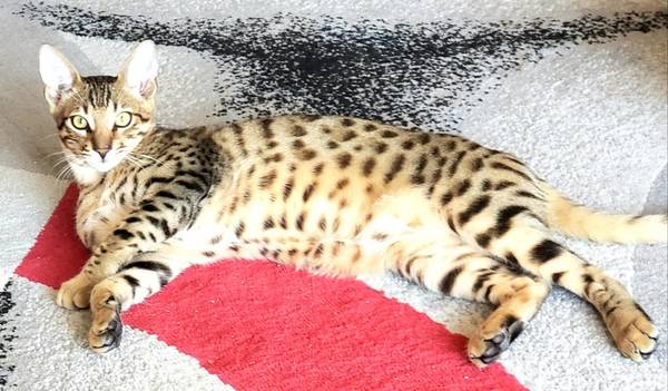 Lost cat