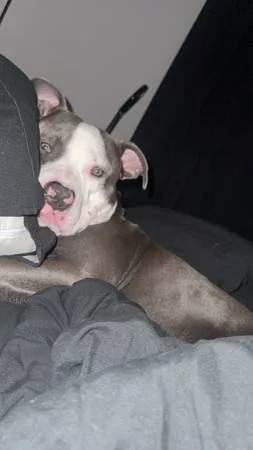 Lost dog