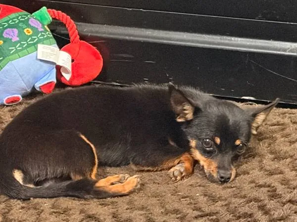 Lost dog