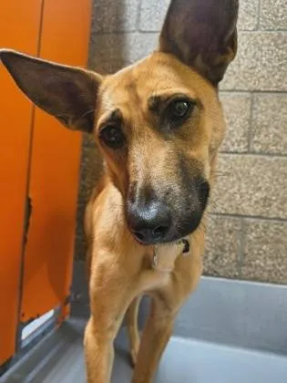 Found dog