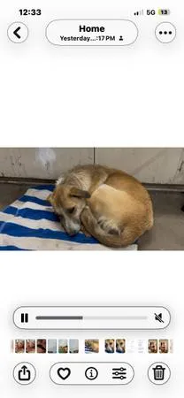 Lost dog