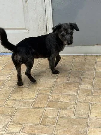 Found dog