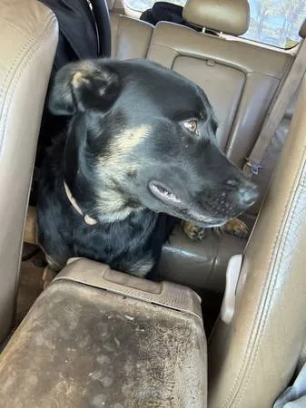 Found dog