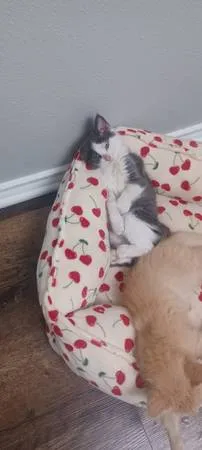 Lost cat