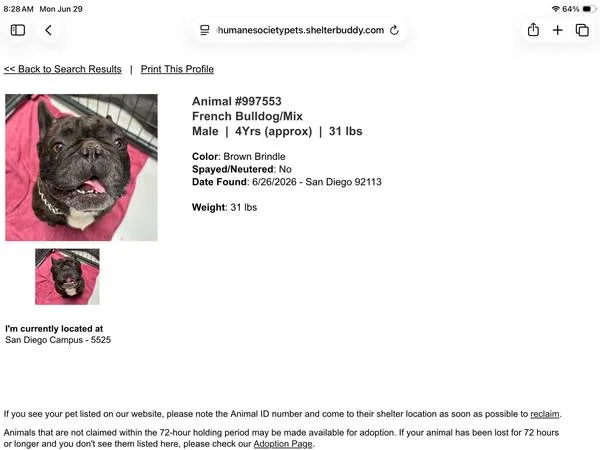 Found dog