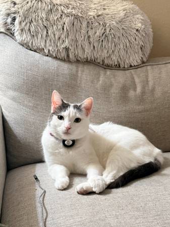 Lost cat