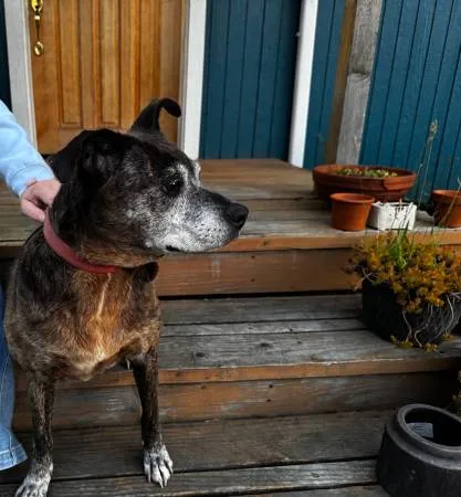 Found dog