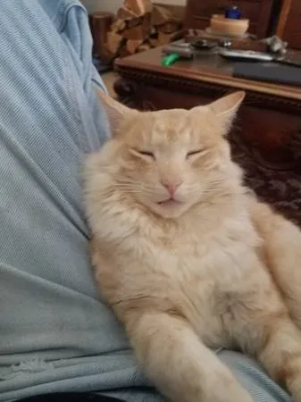 Lost cat