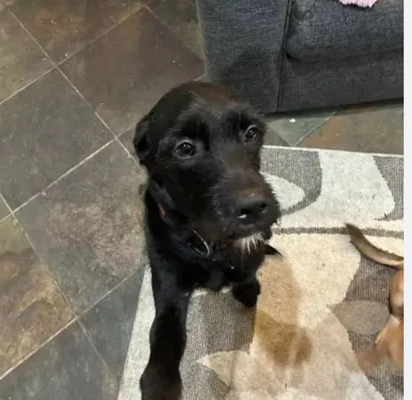 Lost dog