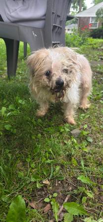 Found dog