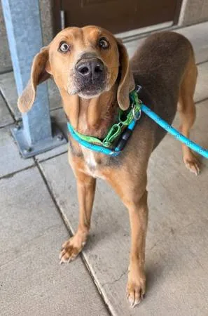 Found dog