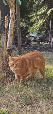 Lost cat