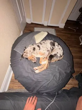 Lost dog