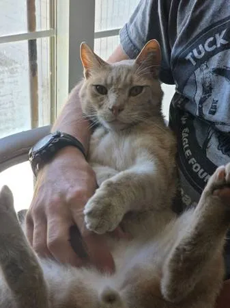 Lost cat