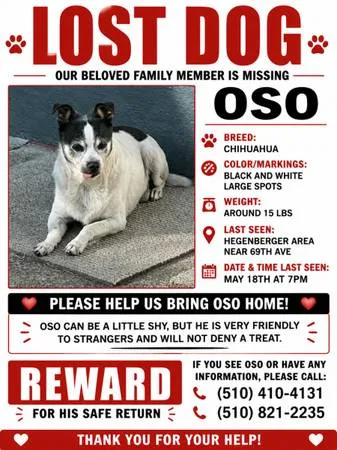Lost dog
