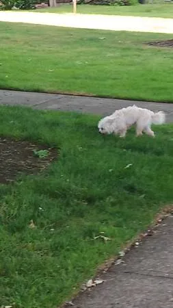 Found dog