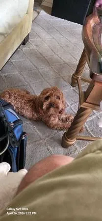 Lost dog
