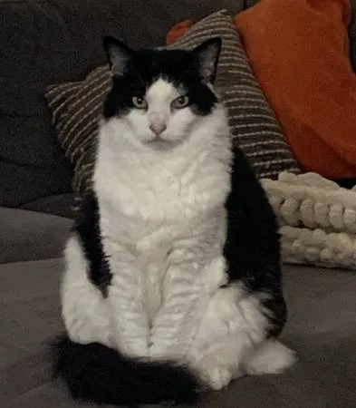 Lost cat