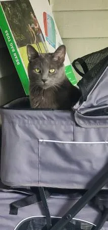 Lost cat