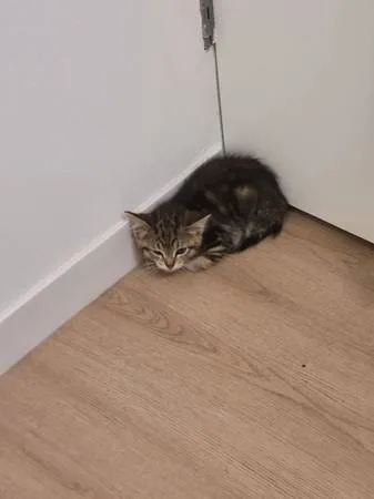 Found cat