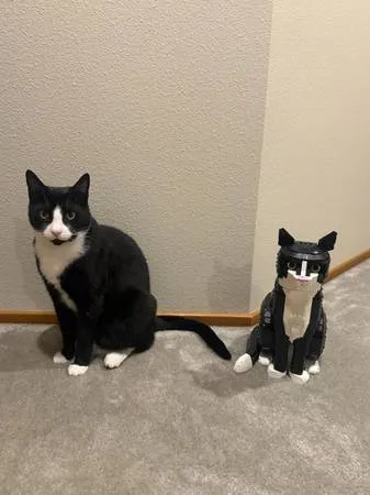 Lost cat